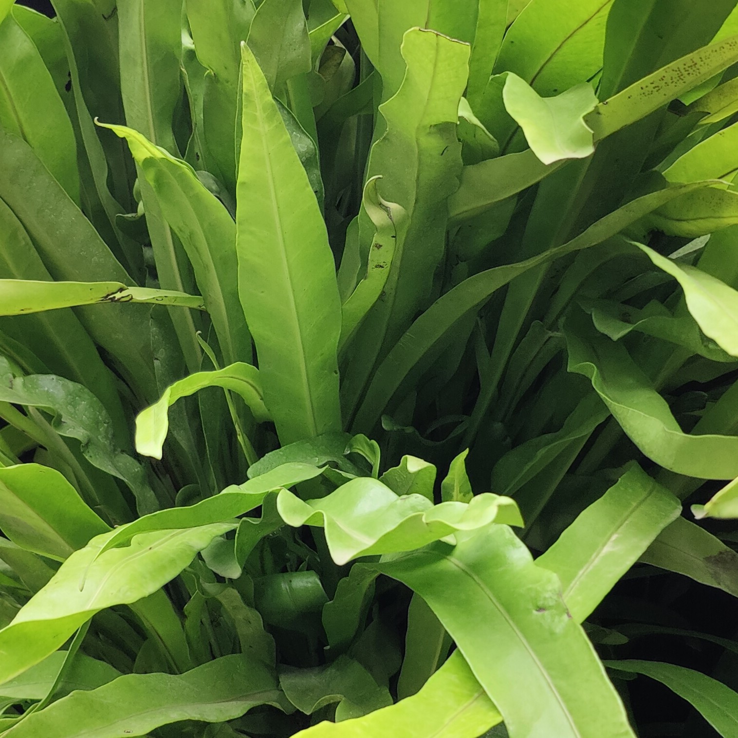 May Flowers Horticulture Installation 78